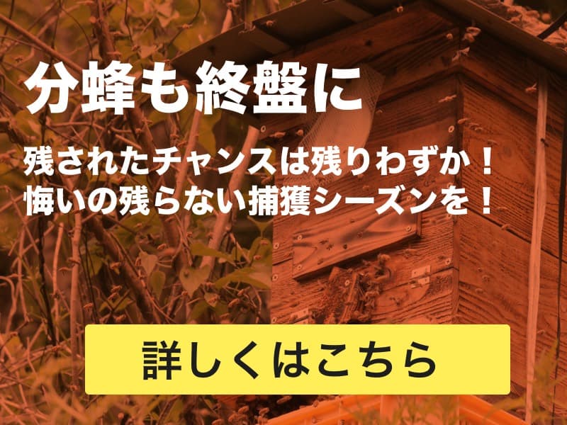 分蜂直前!