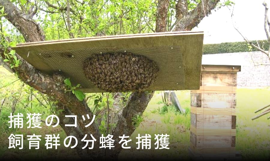 飼育群の分蜂捕獲