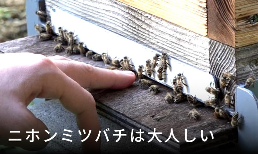 日本ミツバチは大人しい