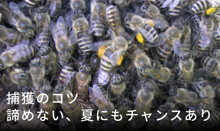 夏にもチャンス