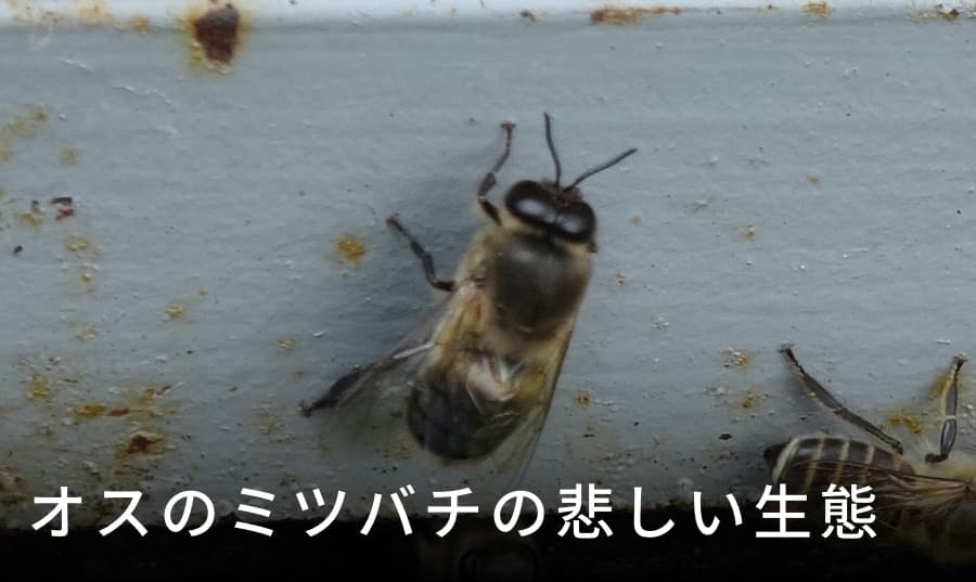 雄蜂の悲しい生態