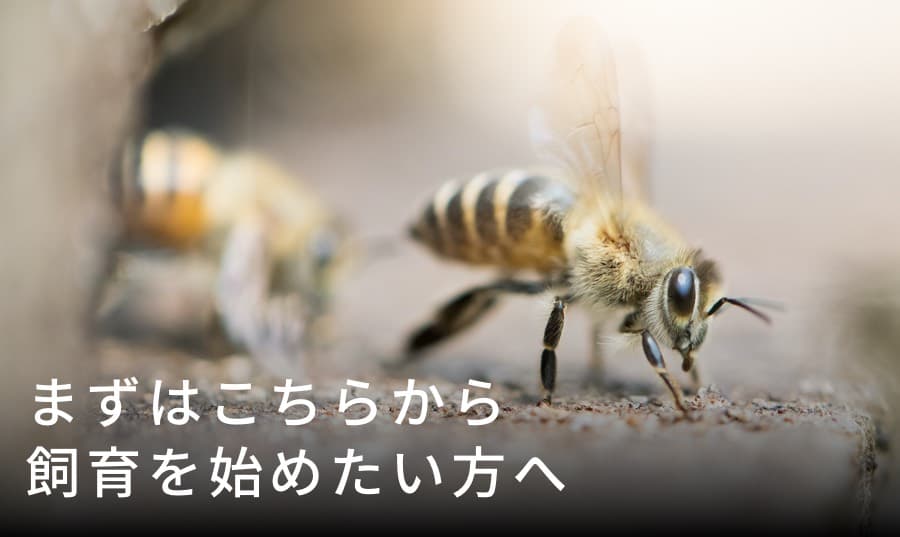 飼育を始めたい方へ