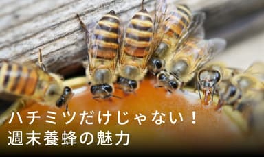 週末養蜂の魅力とは