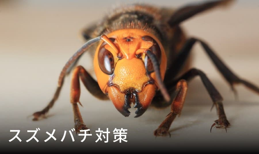 スズメバチの対策